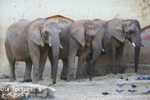 リスボン動物園のアフリカゾウの家族