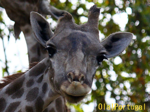 キリンの瞳に大接近:リスボン動物園編