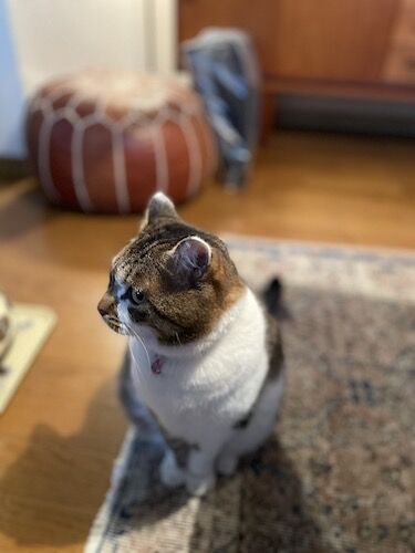 IMG_4789