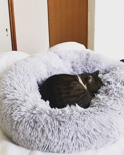 お気に入りすぎて埋もれるのが日課 わが家の猫をだめにするふわふわベッド 古く小さく愛しいわが家 北欧家具とのくらし Powered By ライブドアブログ お気に入りすぎて埋もれるのが日課 わが家の猫をだめにするふわふわベッド 古く小さく愛しいわが家 北欧家具とのくらし Powered By ライブドアブログ
