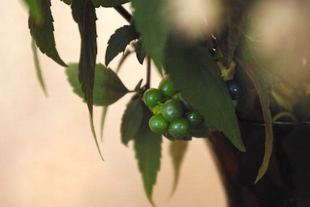 thumb_IMGP5979_1024