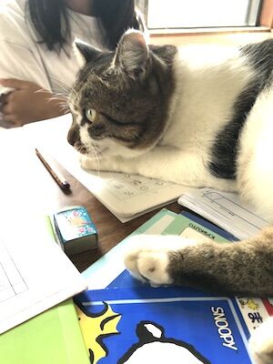 うちの「かまってちゃん」な、キジトラ猫の気ままな日常 : 古く