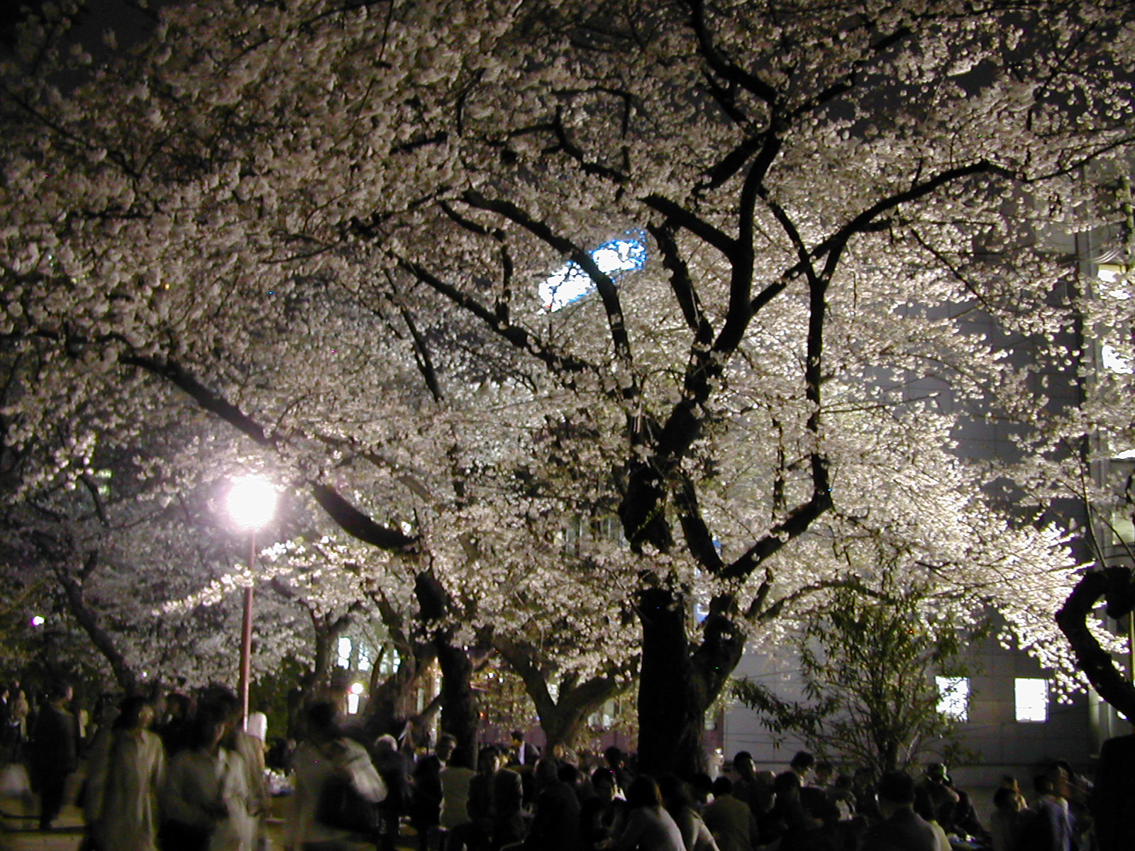 夜桜in外濠公園 派遣olちょびhappy生活