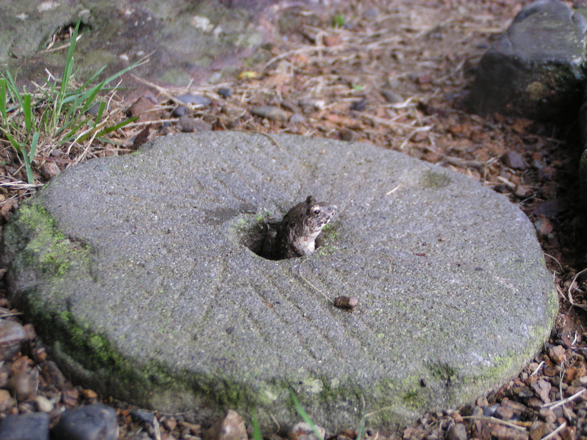 かえるのぴょんた しろつめくさ