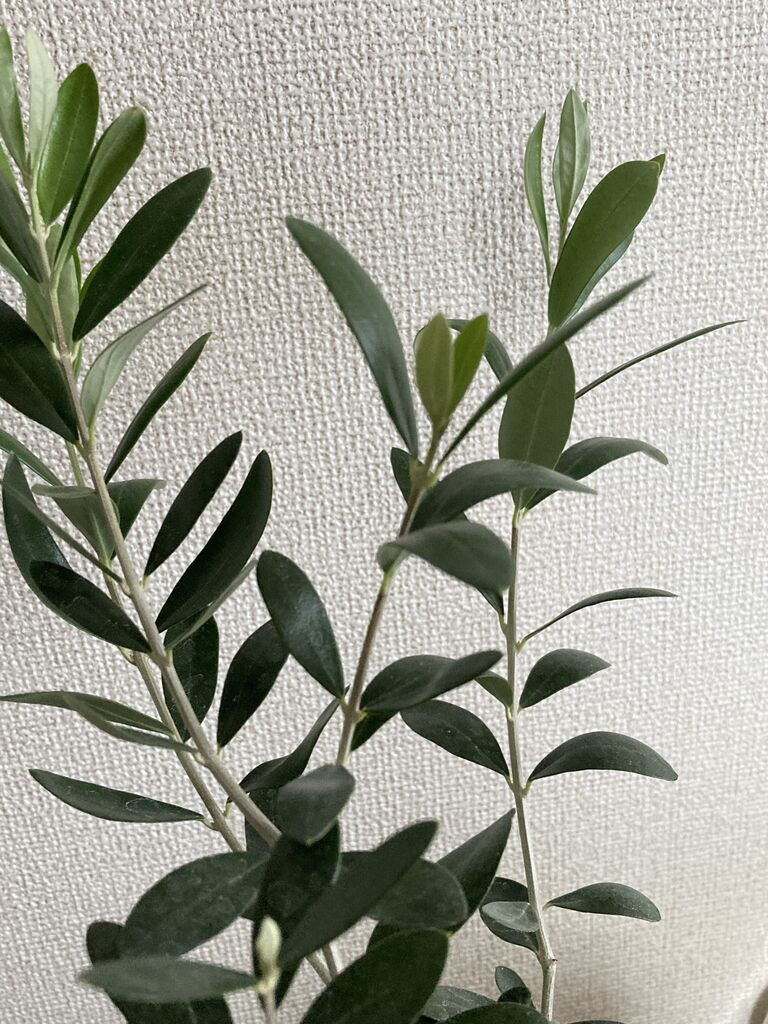 オリーブとユーカリお迎えしました よもよも 田舎で建てる平屋住宅 オリーブとユーカリお迎えしました よもよも 田舎で建てる平屋住宅