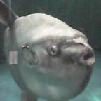 マンボウ