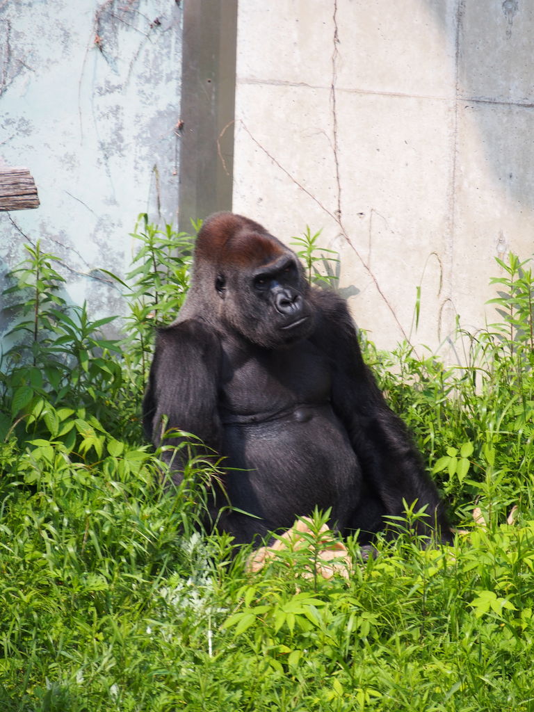 福岡市動植物園 ゴリラ キリン Olympus Penと暮らす毎日