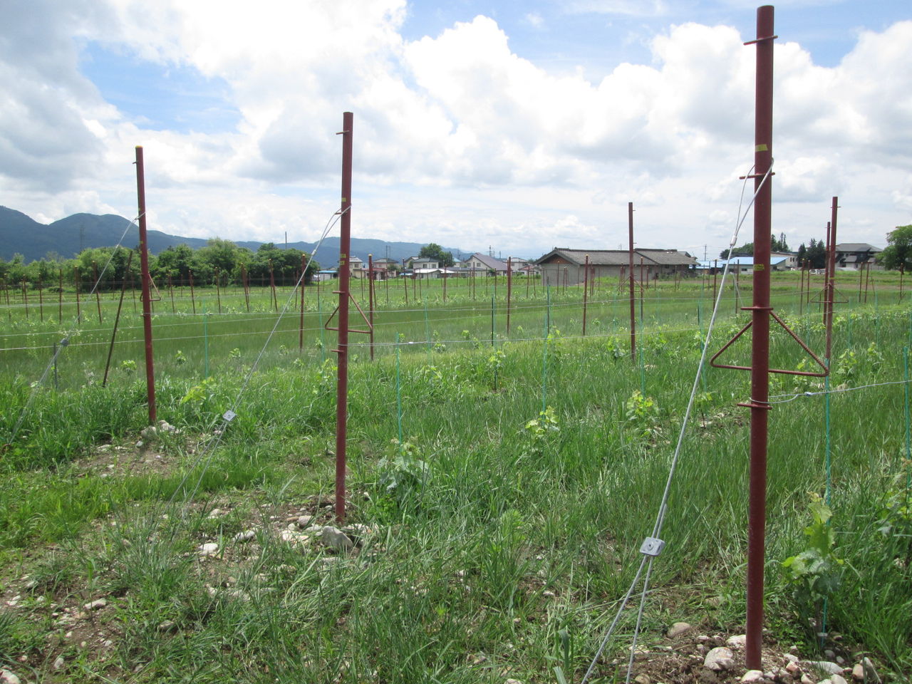 防除作業 矢野さんの畑 大町ワインぶどう生産組合 防除作業 矢野さんの畑 大町ワインぶどう生産組合