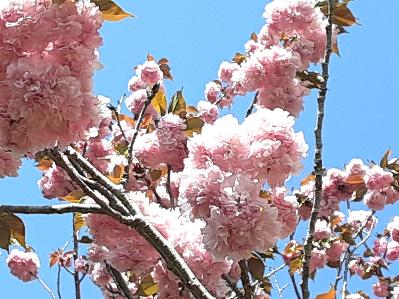 今日のボタン桜 千葉市郊外 緑と花と自然に囲まれて