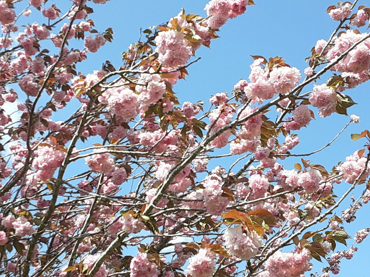 今日のボタン桜 千葉市郊外 緑と花と自然に囲まれて
