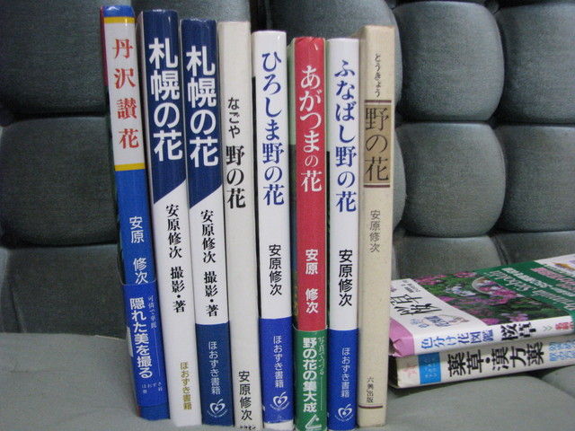 残念 ラジオ深夜便 聞きそこなった 野の花の写真家安原修次さん 日本さくらそう 愛称 千葉乙女 Yuu