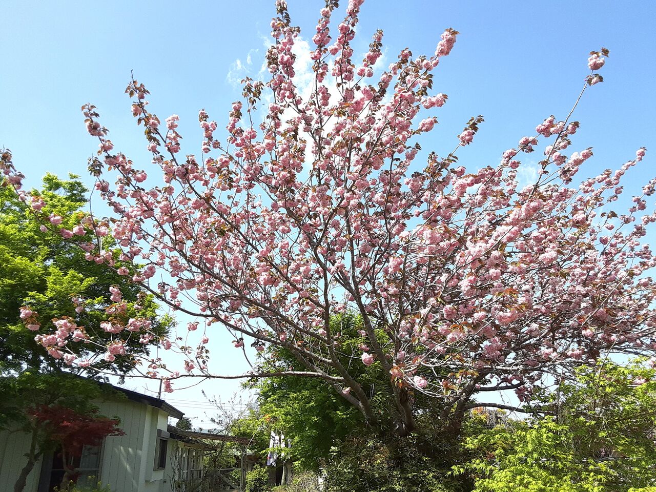 今日のボタン桜 千葉市郊外 緑と花と自然に囲まれて