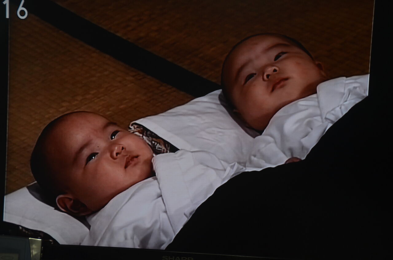 Nhk Bs 3 みよつくし見ています 双子の赤ちゃん生まれた 日本さくらそう 愛称 千葉乙女 Yuu Nhk Bs 3 みよつくし見ています 双子の赤ちゃん生まれた 日本さくらそう 愛称 千葉乙女 Yuu