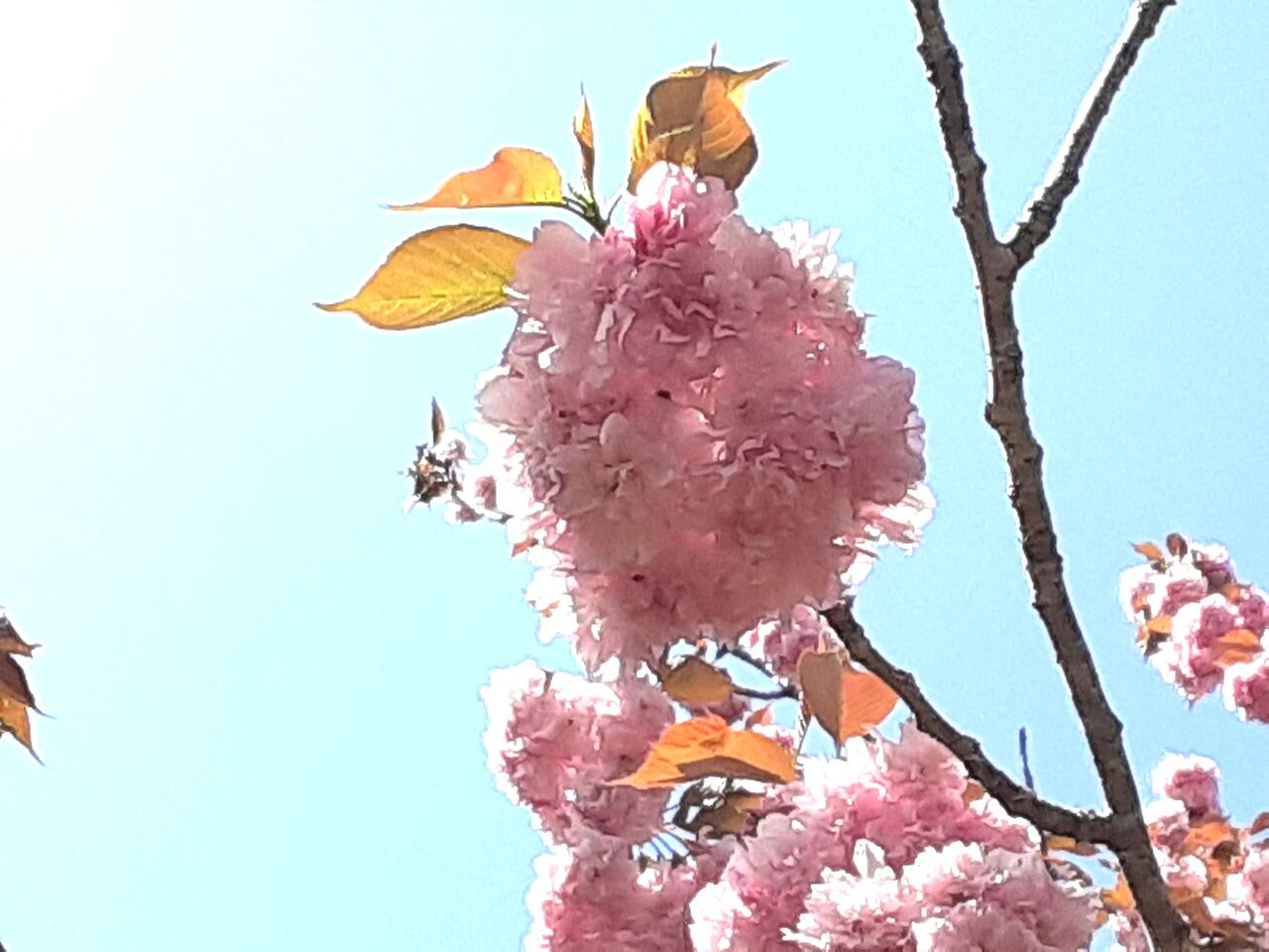 今日のボタン桜 千葉市郊外 緑と花と自然に囲まれて