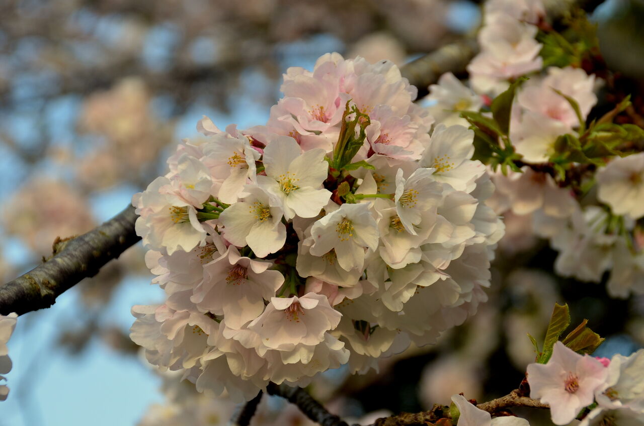 わが家の山桜が奇麗 千葉市郊外 緑と花と自然に囲まれて
