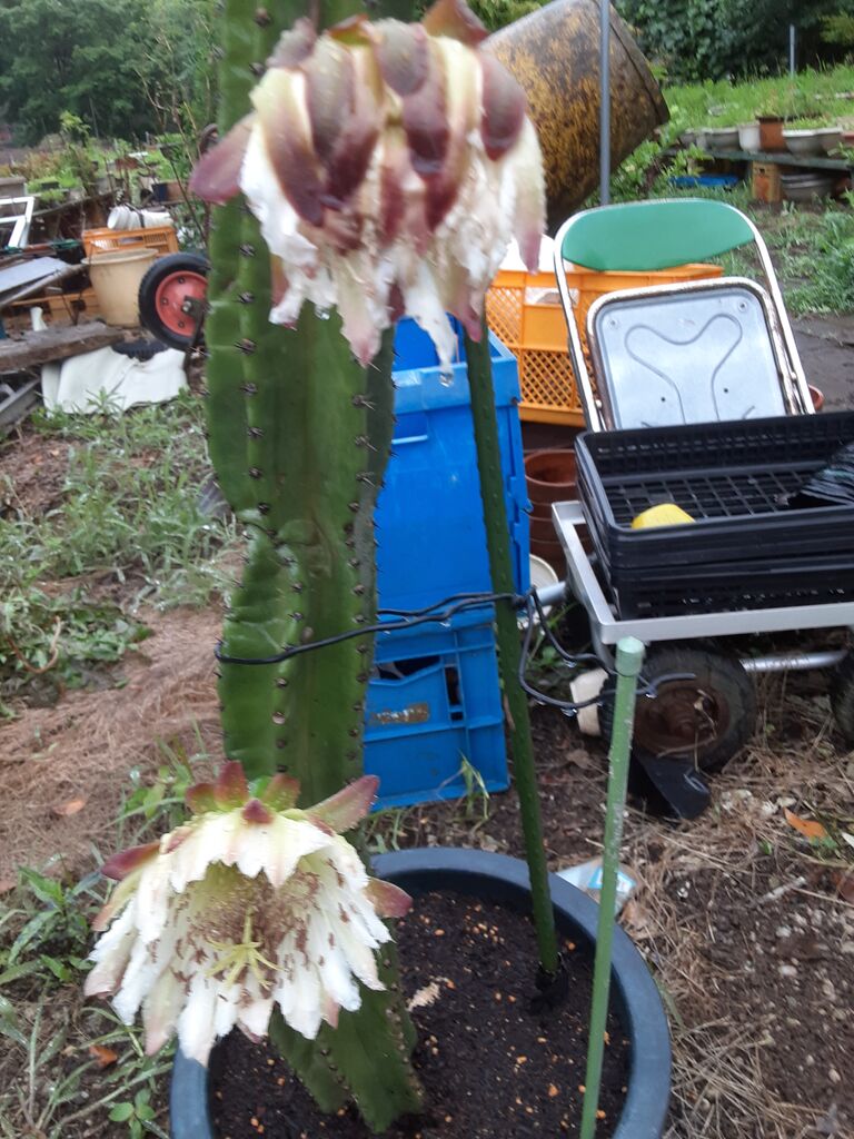 サボテンの花が咲いた 柱サボテン No2 千葉市郊外 緑と花と自然に囲まれて