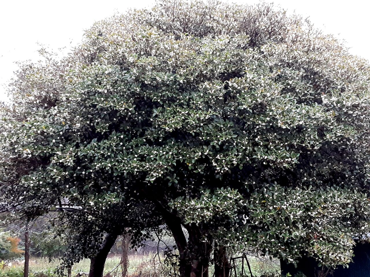 金木犀 銀木犀 小雨降る朝 一回り 千葉市郊外 緑と花と自然に囲まれて