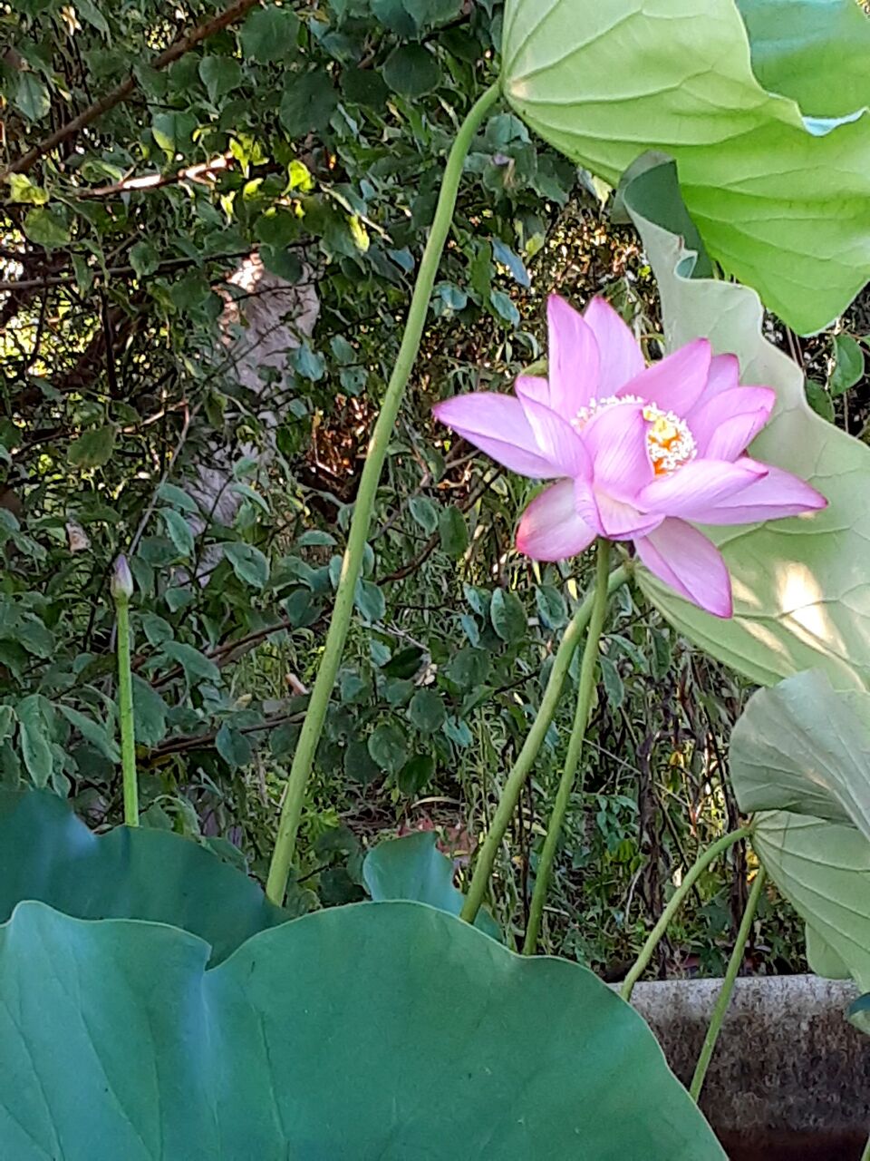 今朝の水槽の 大賀蓮 千葉市郊外 緑と花と自然に囲まれて
