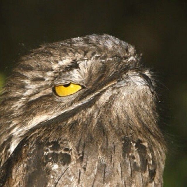 ﾍﾞﾈｽﾞｴﾗで発見された珍鳥 Potoo ﾀﾁﾖﾀｶ でﾁｮｲ笑い º º ﾀﾏ にﾏﾒ なomamelife ﾌﾟﾋ