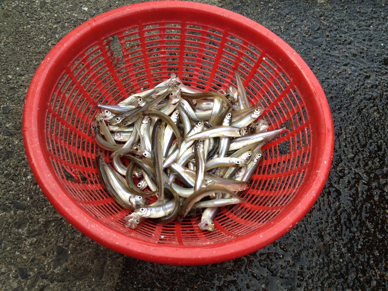 初めてのワカサギ釣り In入鹿池 テーゲー日記 文具と万年筆のブログ 初めてのワカサギ釣り In入鹿池 テーゲー日記 文具と万年筆のブログ