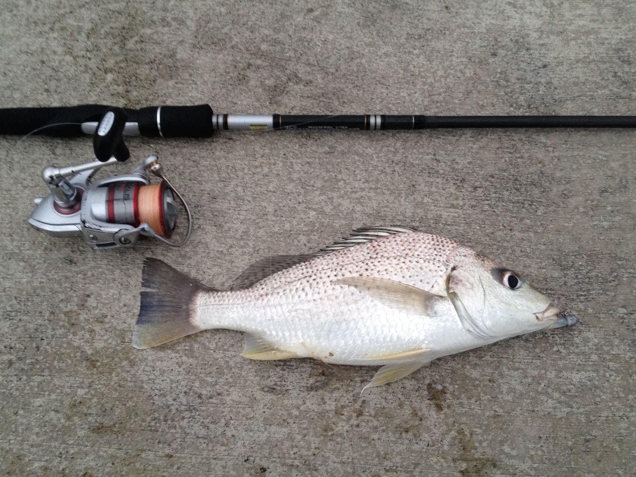 最近の釣果 テーゲー日記 文具と万年筆のブログ