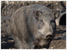 wildboar_img