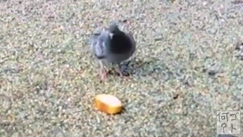 ハトに”フランスパン”を与えないでください