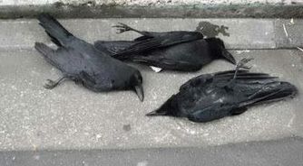 karasu_tairyou