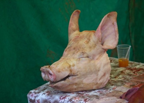 【(´・ω・｀)】首切断したブタの脳