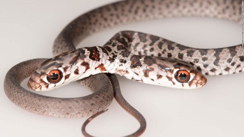 03-two-headed-snake-florida