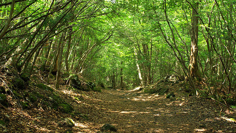 aokigahara-forest-promenade