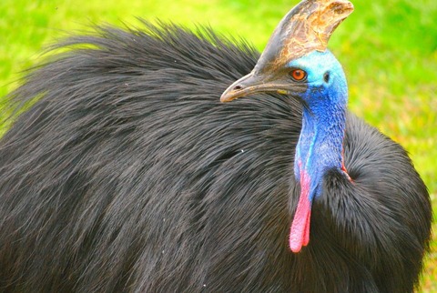 horned-bird-704191_1280-e1520557707358
