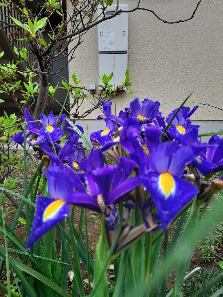 いずれ あやめか かきつばた 一顆明珠