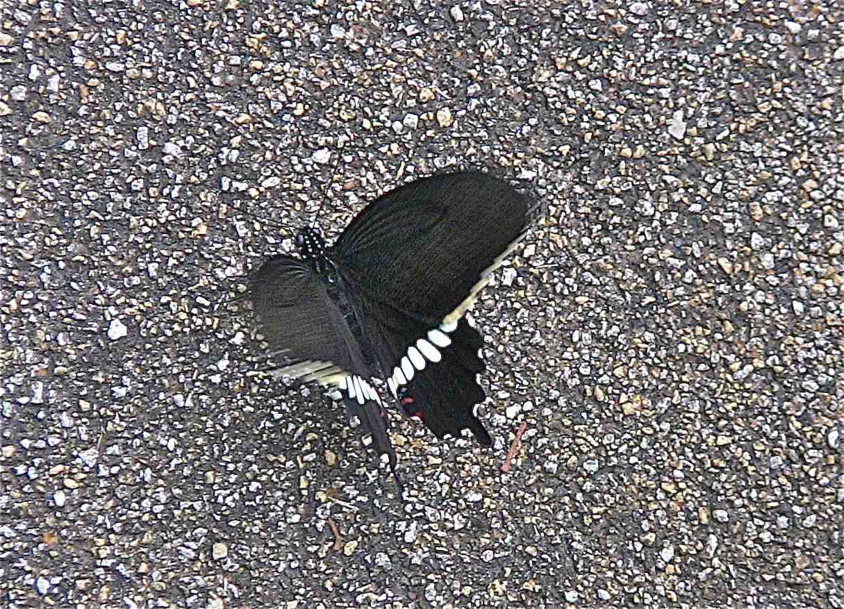 イメージ 7