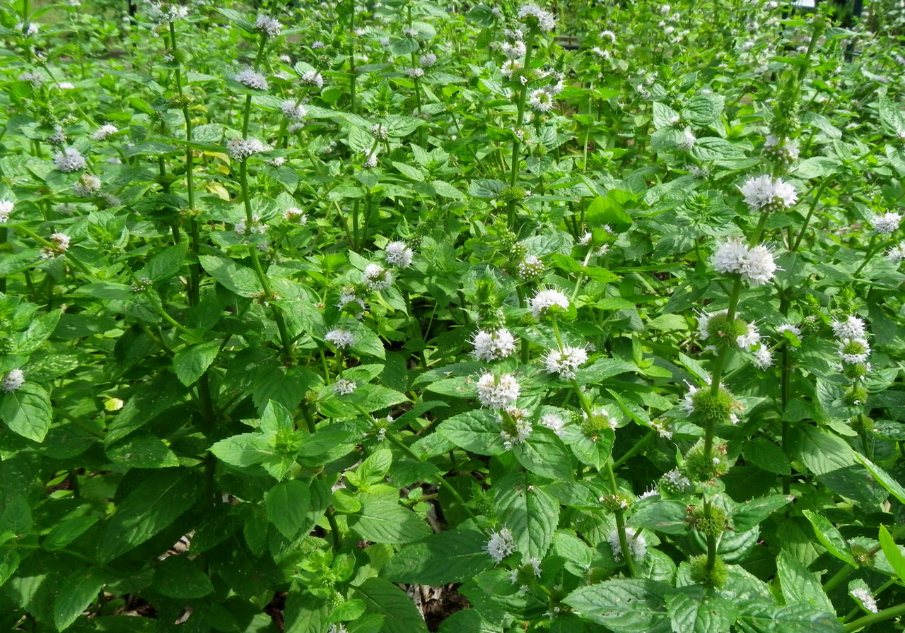 水辺に咲くハッカ 花日記
