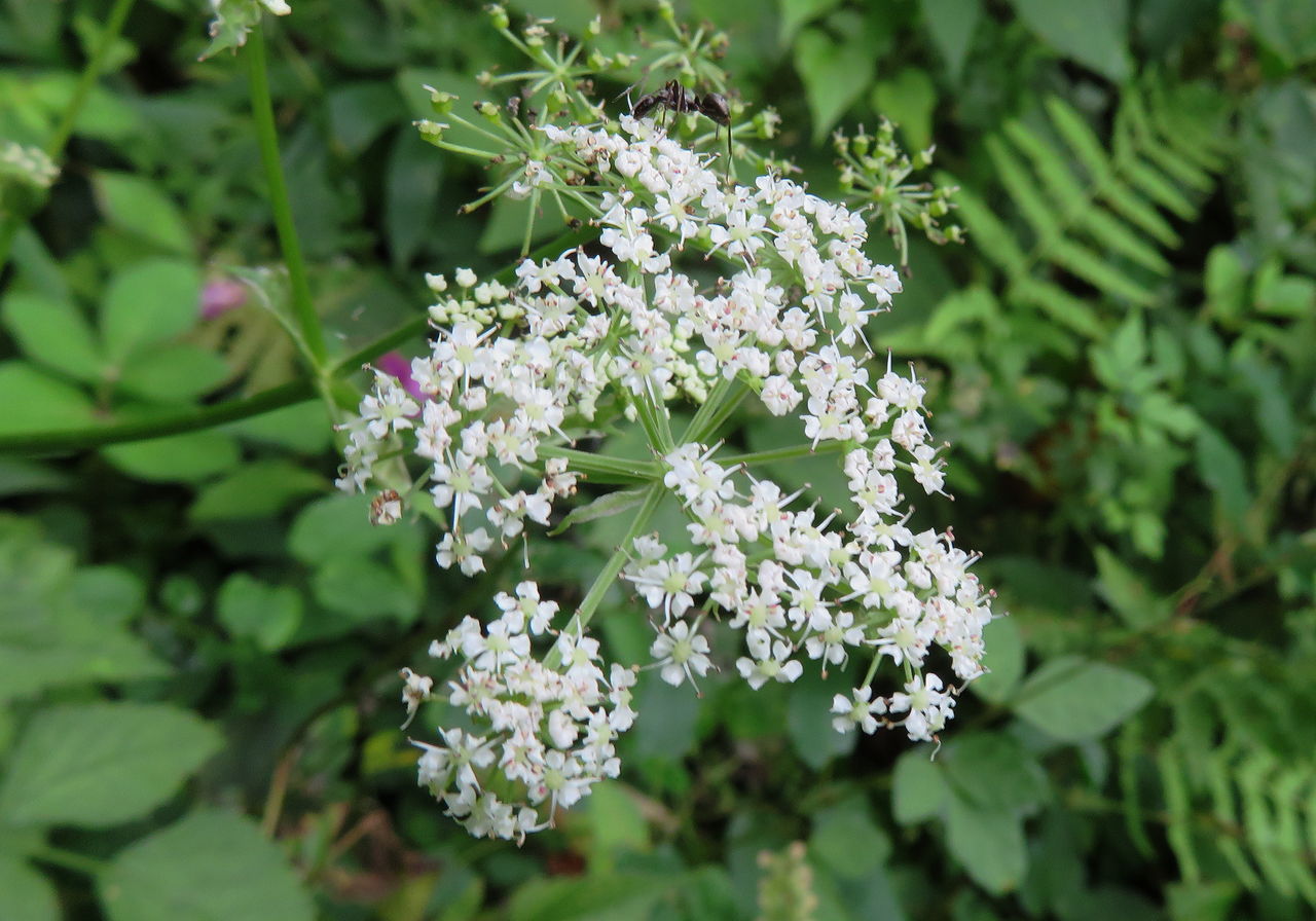 すべての美しい花の画像 50 セリ 花