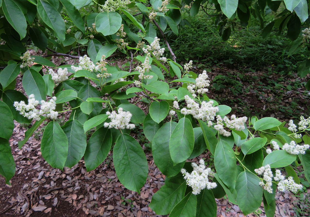 花日記:続「チシャが木になった?」