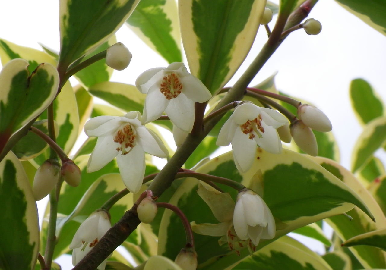 神に捧げる木 花日記 神に捧げる木 花日記