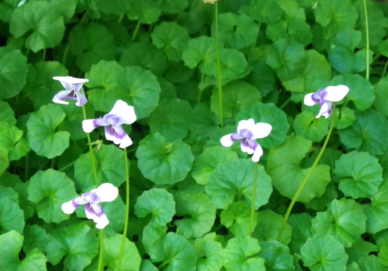 花日記スミレになったパンダ 花日記スミレになったパンダ