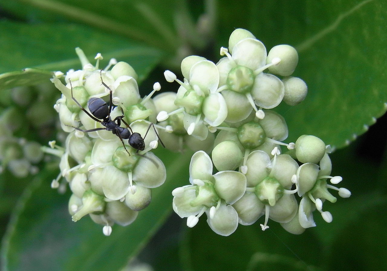 続 昔ながらの生垣 花日記 続 昔ながらの生垣 花日記