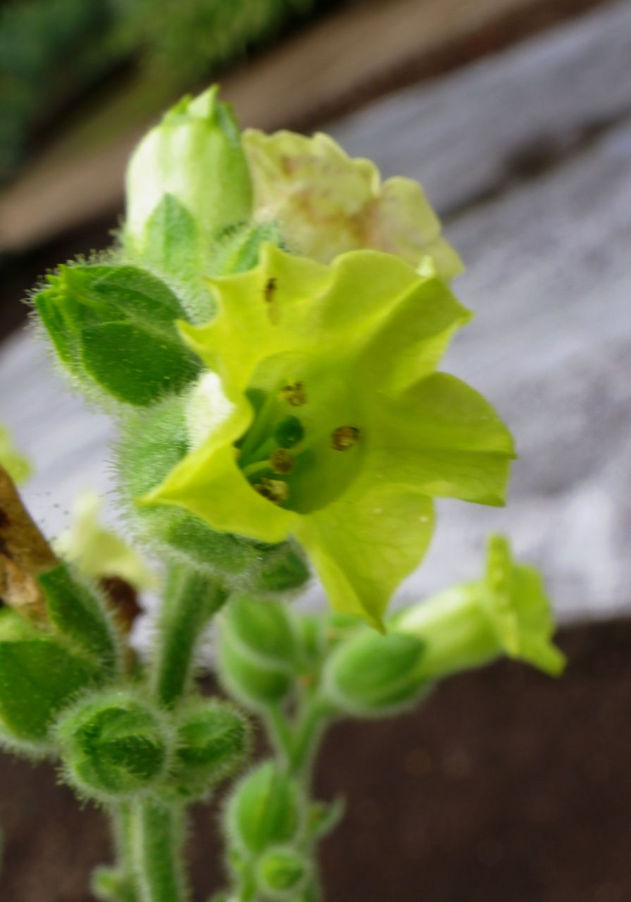 続 タバコに花が咲く 花日記 続 タバコに花が咲く 花日記