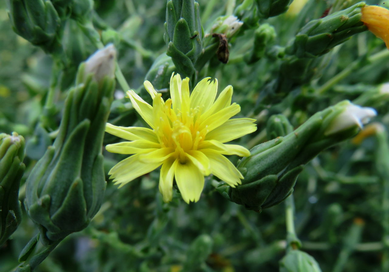 食べるノゲシ 花日記 食べるノゲシ 花日記
