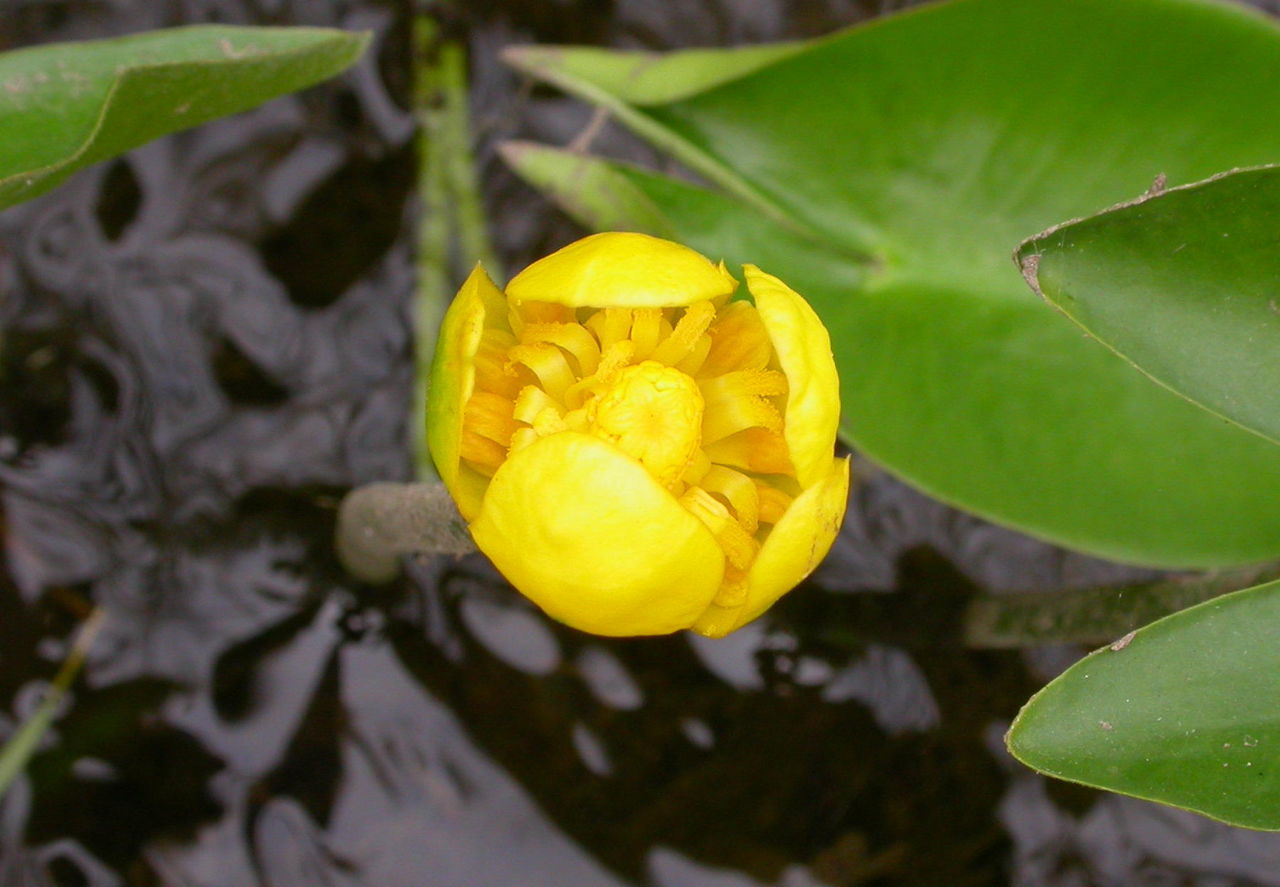 骨に咲く花 花日記 骨に咲く花 花日記