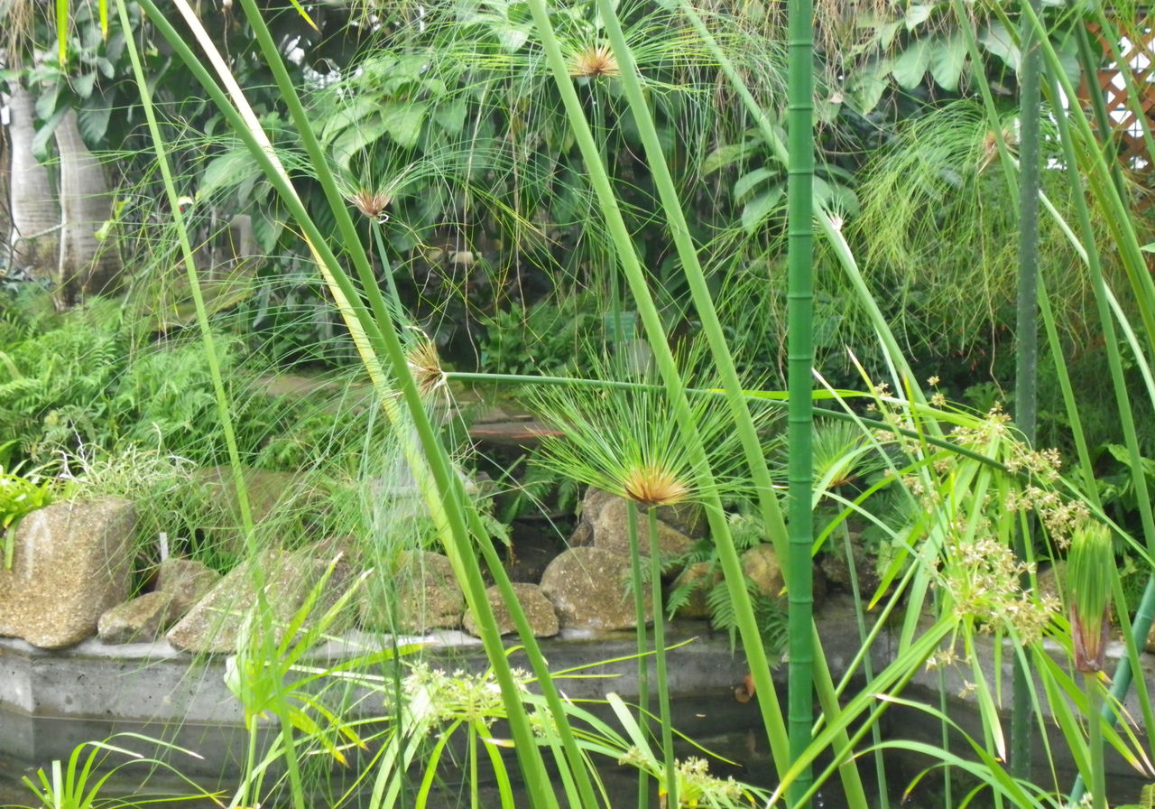 シュロに似たパピルス 花日記