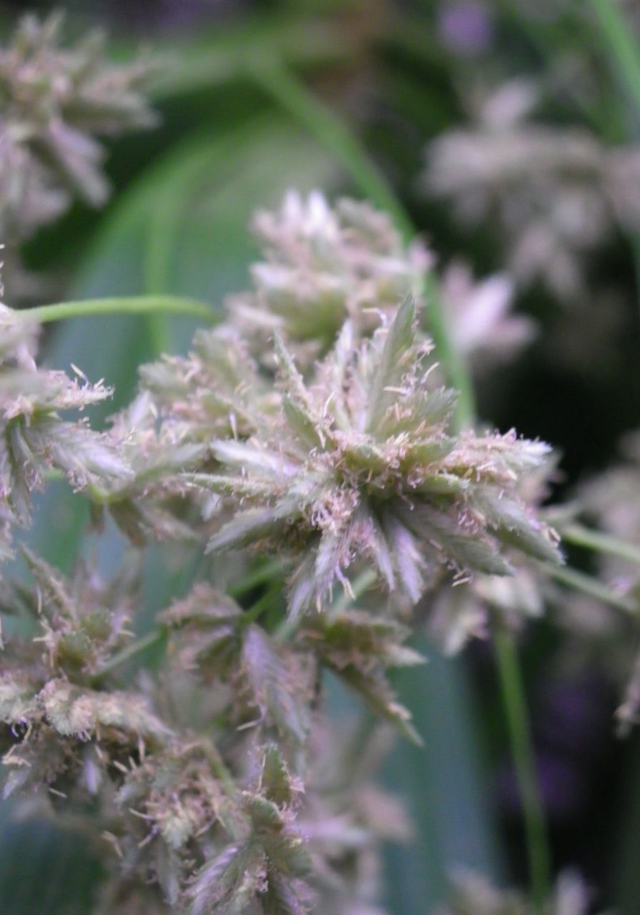 シュロに似たパピルス 花日記