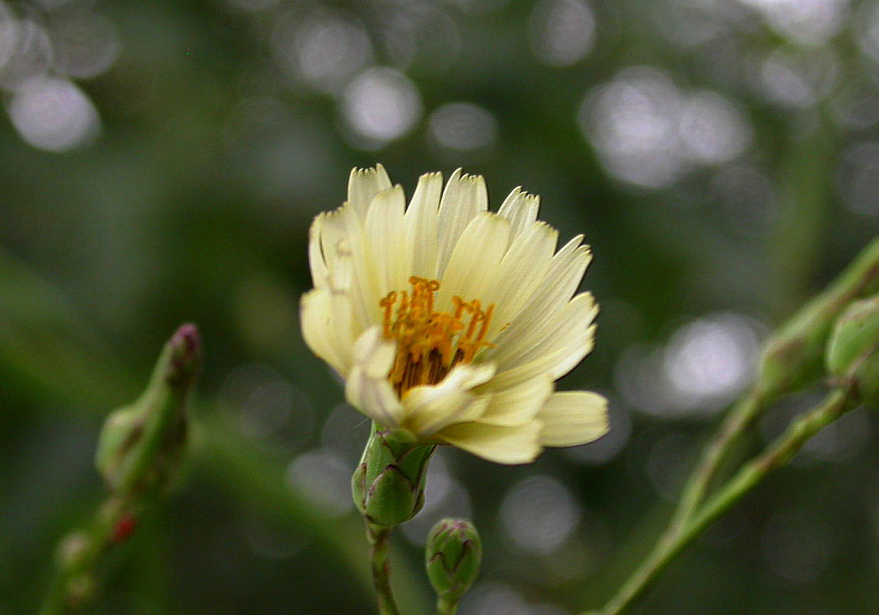 食べるノゲシ 花日記 食べるノゲシ 花日記