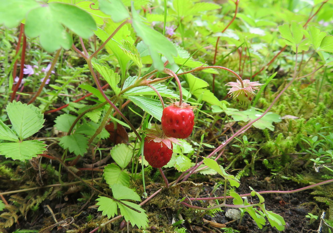 続 食べられるヘビイチゴ 花日記