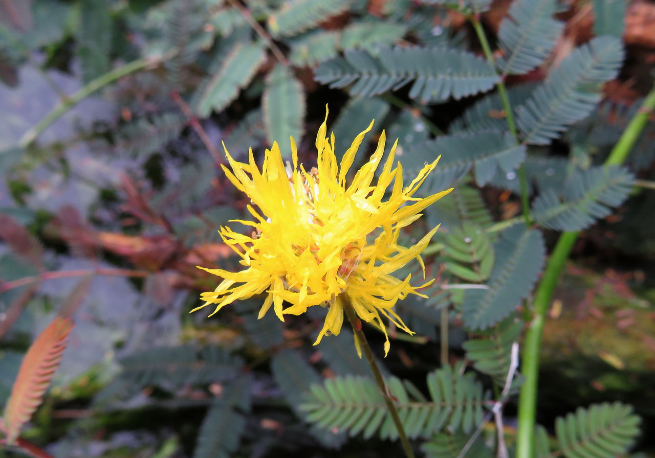 水辺で眠ります 花日記