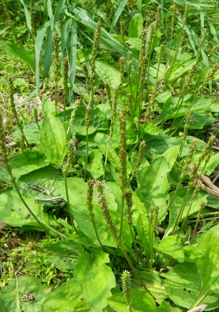 枝分かれするオオバコ 花日記