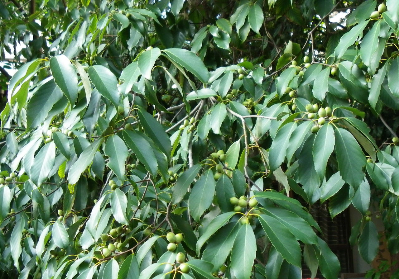 花日記:続「茶にもなるカシ」